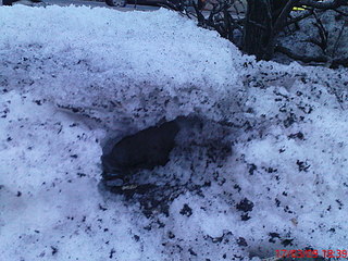 click for enlarge 1920 X 1440 666,0 Kb picture