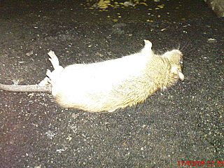 click for enlarge 1280 X 960 317,8 Kb picture