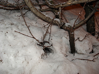 click for enlarge 640 X 480 145,3 Kb picture