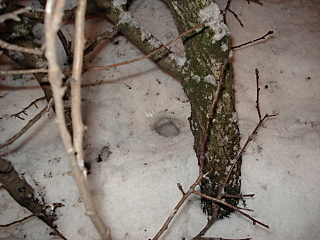 click for enlarge 640 X 480 135,7 Kb picture
