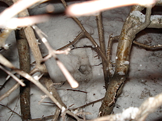 click for enlarge 640 X 480 156,3 Kb picture