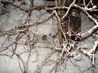 click for enlarge 640 X 480 150,2 Kb picture