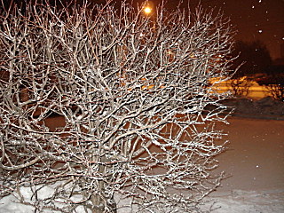 click for enlarge 640 X 480 148,8 Kb picture