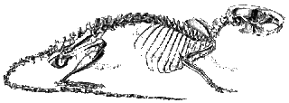 click for enlarge 471 X 168  15,6 Kb picture