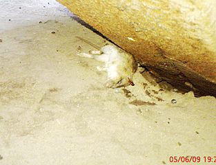 click for enlarge 1744 X 1333 451,3 Kb picture