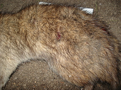 click for enlarge 640 X 480 152,4 Kb picture