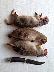 �������, ��� �� ��������� �������� �� 1536 X 2048 786.5 Kb