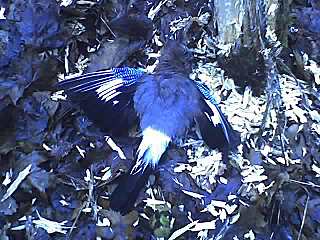 click for enlarge 640 X 480  60,2 Kb picture