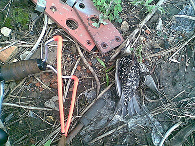 click for enlarge 640 X 480 166,9 Kb picture