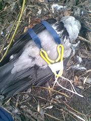 click for enlarge 960 X 1280 267,1 Kb picture