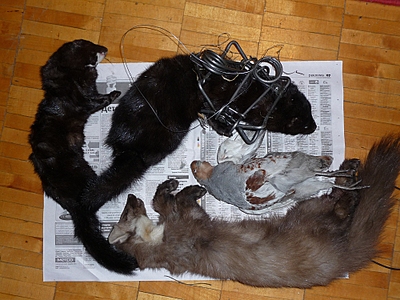 click for enlarge 1000 X 750 480,8 Kb picture