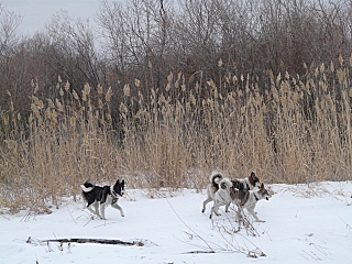 click for enlarge 640 X 480 173,4 Kb picture
