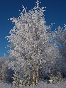 click for enlarge 1920 X 2560 537,1 Kb picture