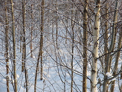 click for enlarge 1920 X 1440 801,6 Kb picture