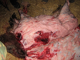 click for enlarge 1136 X 852 443,1 Kb picture