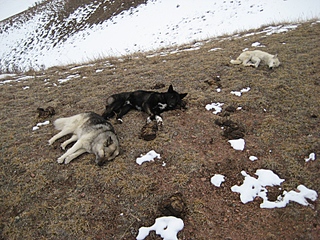 click for enlarge 800 X 600 322,8 Kb picture