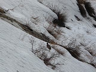 click for enlarge 800 X 600 276,0 Kb picture