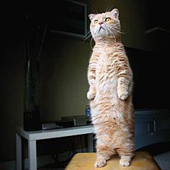 click for enlarge 500 X 500  25,2 Kb picture