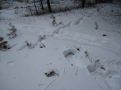 click for enlarge 800 X 600  82,4 Kb picture