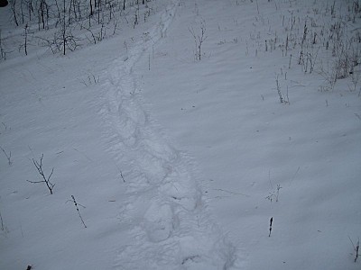 click for enlarge 800 X 600  61,0 Kb picture