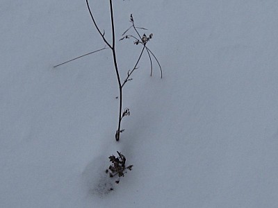 click for enlarge 800 X 600  45,3 Kb picture
