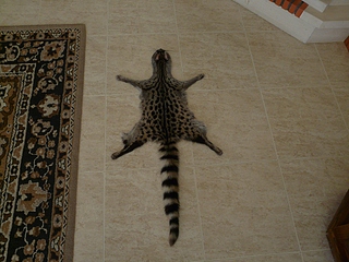 click for enlarge 1024 X 768 404,6 Kb picture