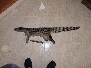 click for enlarge 1024 X 768 493,1 Kb picture