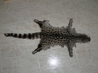 click for enlarge 1024 X 768 496,7 Kb picture