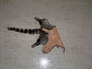click for enlarge 1024 X 768 478,9 Kb picture
