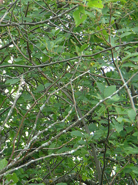 click for enlarge 1920 X 2560 520,1 Kb picture