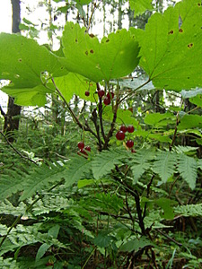 click for enlarge 1920 X 2560 374,7 Kb picture