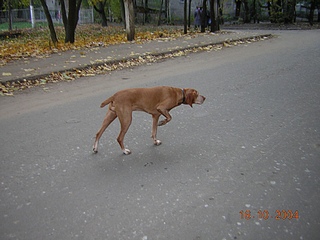 click for enlarge 1024 X 768 261,1 Kb picture