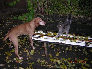 click for enlarge 1024 X 768 230,6 Kb picture