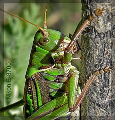 click for enlarge 621 X 650 148,3 Kb picture