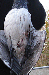 click for enlarge 500 X 760 362,9 Kb picture