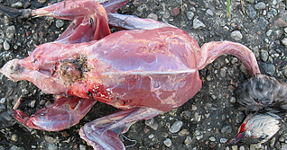 click for enlarge 900 X 471 531,2 Kb picture