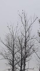 click for enlarge 720 X 1280 123.5 Kb