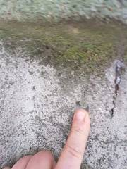 click for enlarge 960 X 1280 134.0 Kb