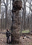 click for 
enlarge 568 X 800 162,3 Kb picture