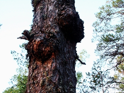 click for 
enlarge 614 X 461 265,6 Kb picture