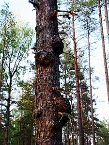 click for 
enlarge 461 X 614 304,6 Kb picture