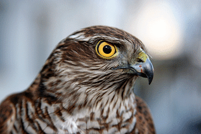 click for enlarge 691 X 461 196.7 Kb picture
