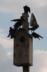 click for enlarge 898 X 1379 199.3 Kb picture