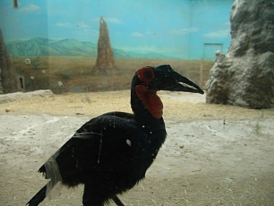 click for enlarge 800 X 600  98.5 Kb picture