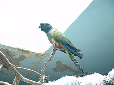 click for enlarge 800 X 600  80.7 Kb picture