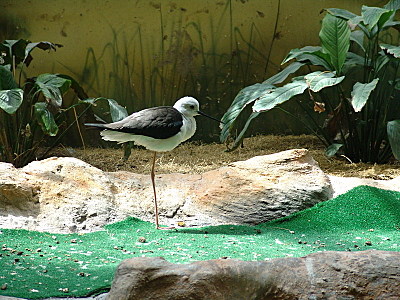 click for enlarge 800 X 600 197.6 Kb picture