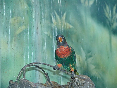 click for enlarge 800 X 600 110.4 Kb picture
