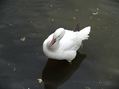 click for enlarge 800 X 600  72.5 Kb picture