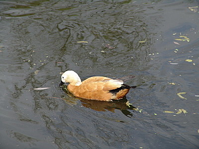 click for enlarge 800 X 600 119.8 Kb picture