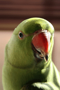 click for enlarge 600 X 900 261.2 Kb picture
